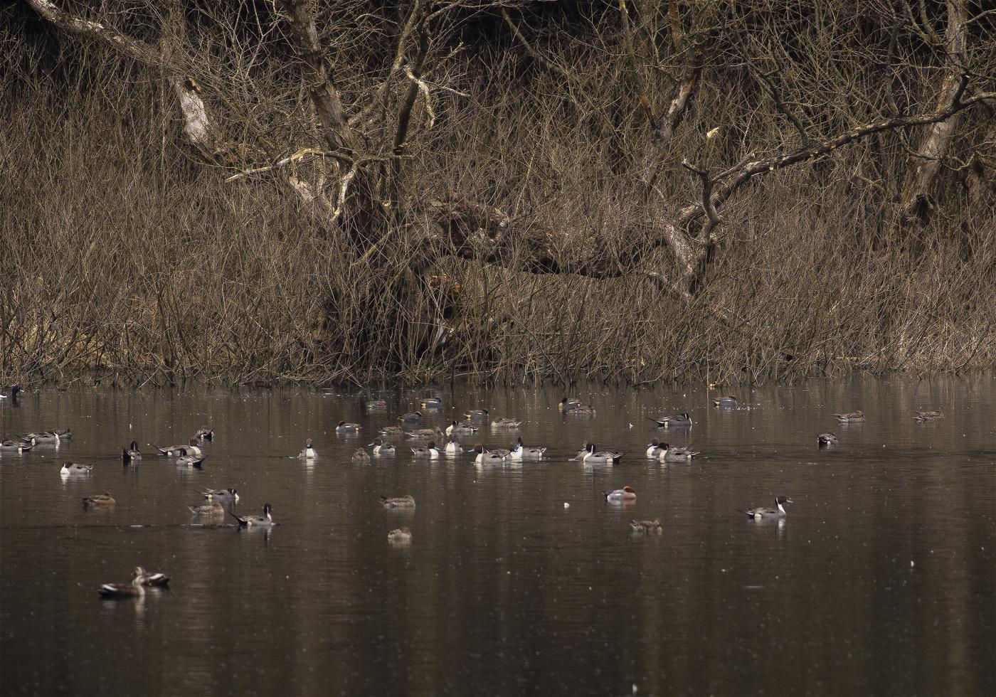 Anatidae spp.(�����.spp)�β���