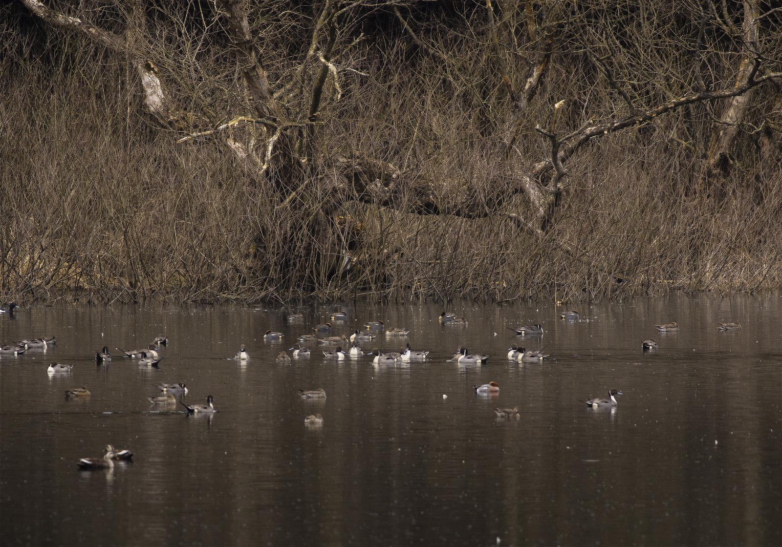 Anatidae spp.(�����.spp)�β���