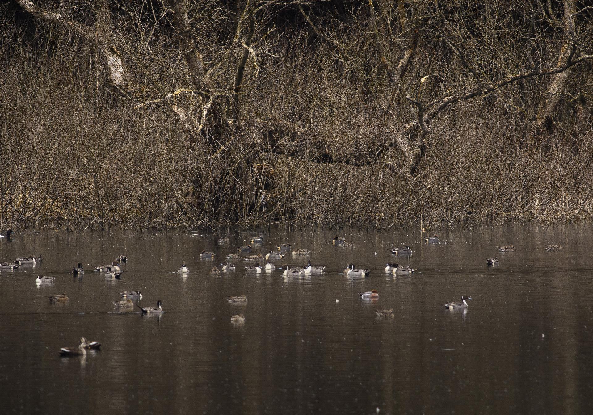 Anatidae spp.(�����.spp)�β���