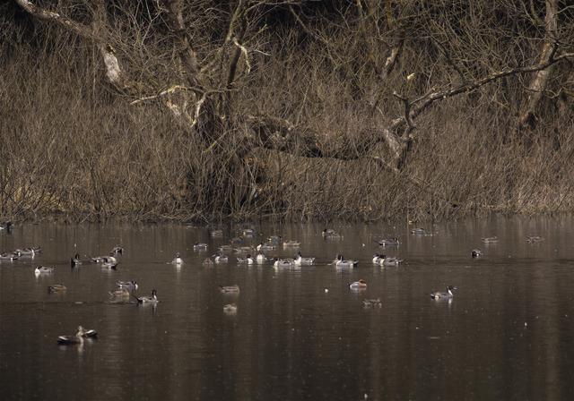 Anatidae spp.(�����.spp)�β���