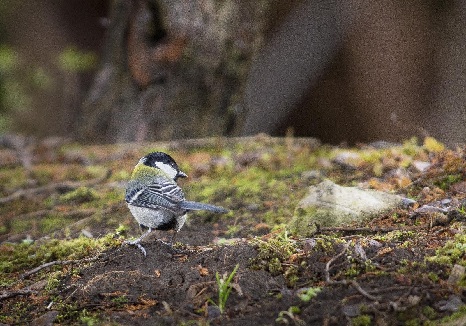 Parus major(�����奦����)�β���
