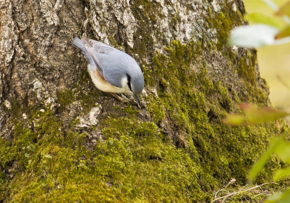 Sitta europaea(�����奦����)�β���