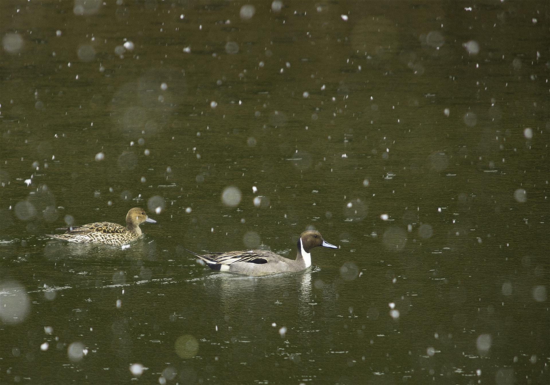 Anas acuta(���ʥ�����)�β���