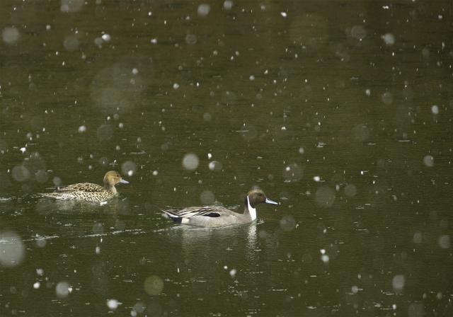 Anas acuta(���ʥ�����)�β���