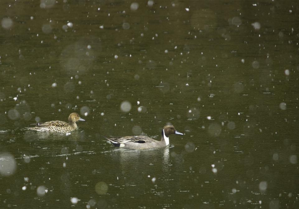 Anas acuta(���ʥ�����)�β���