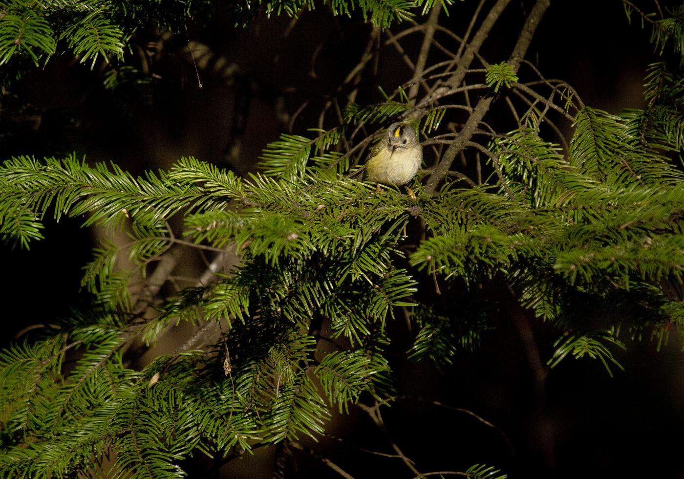 Regulus regulus(������������)�β���