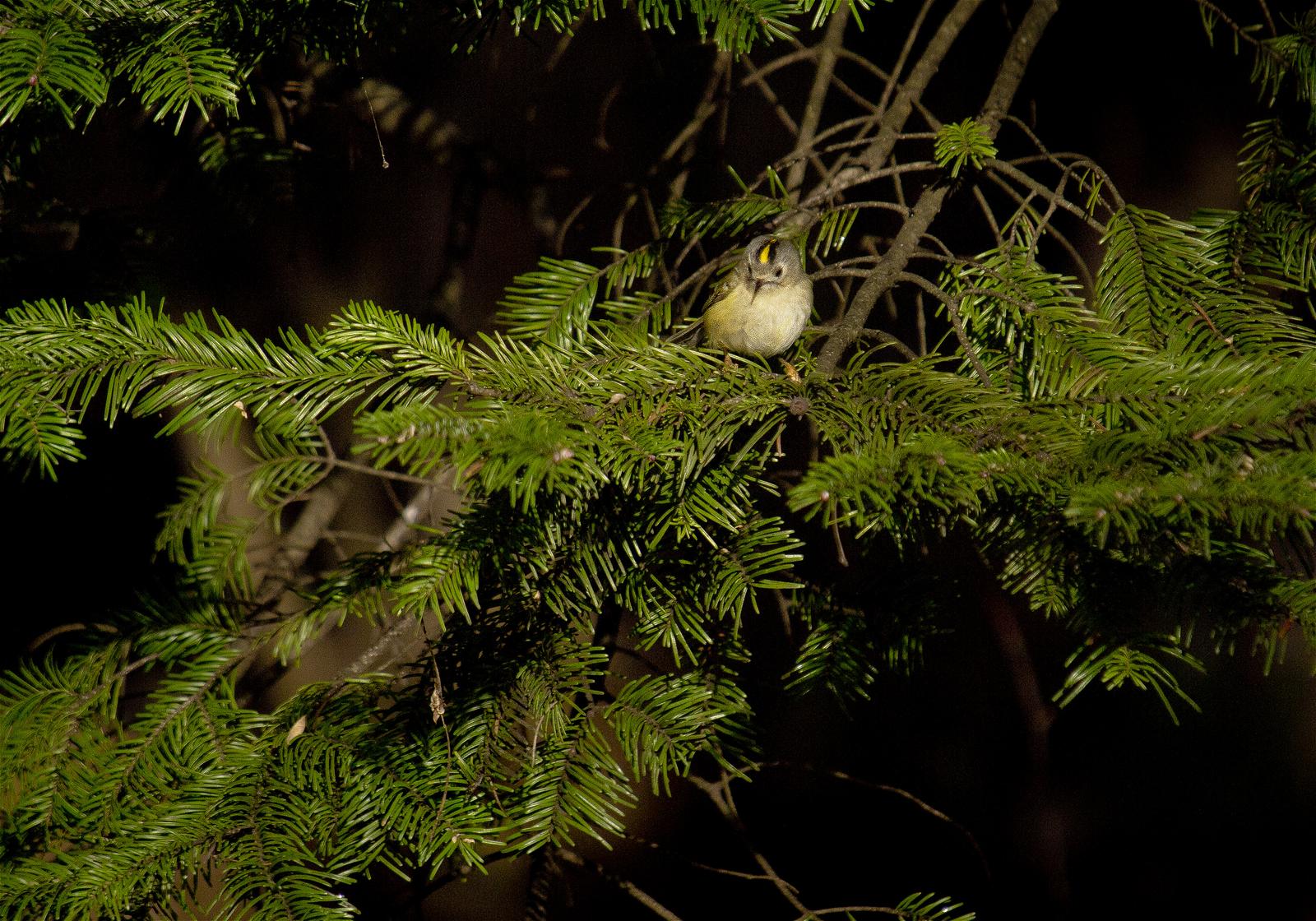 Regulus regulus(������������)�β���