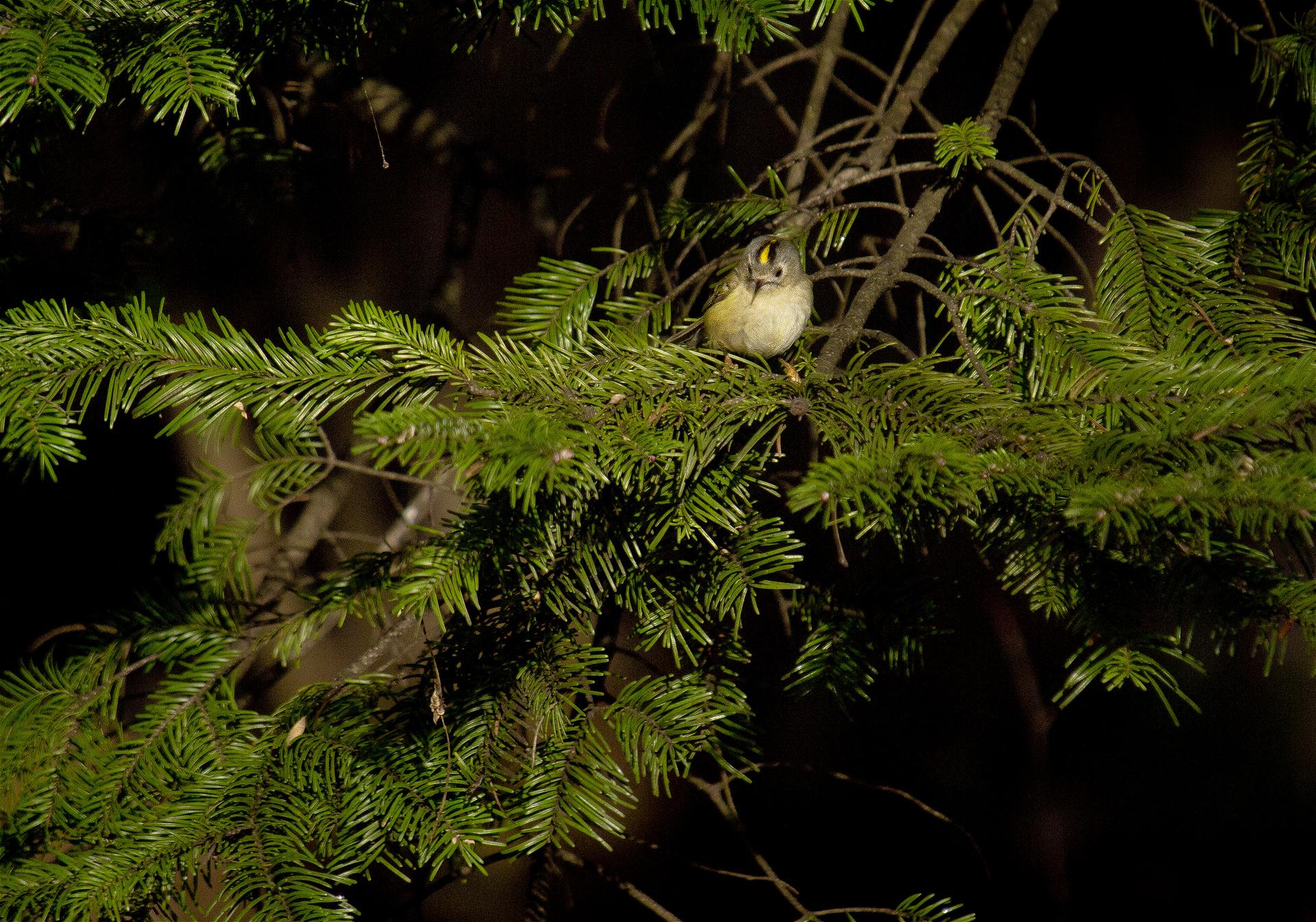 Regulus regulus(������������)�β���