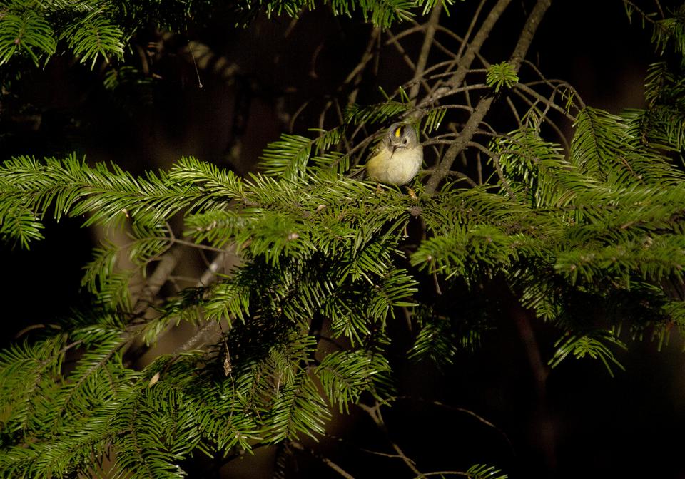 Regulus regulus(������������)�β���