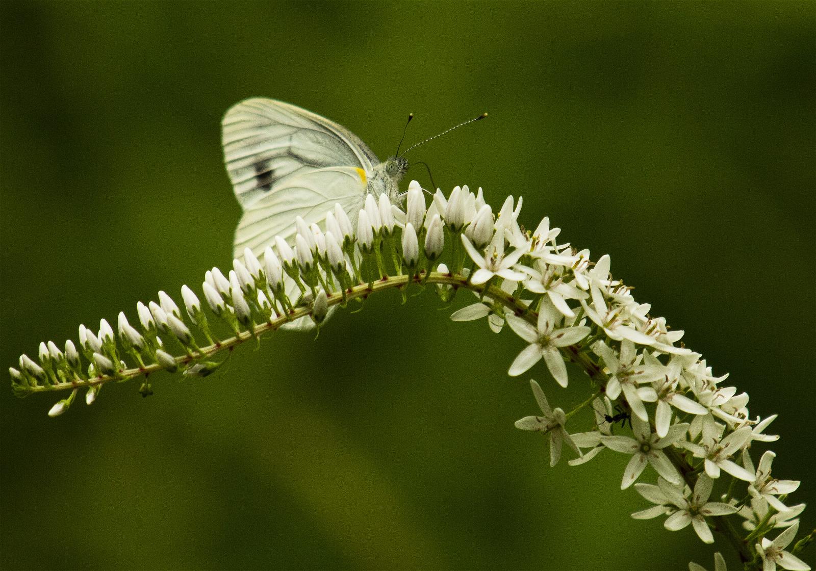 Pieris melete(���������������祦) Lysimachia clethroides(�����ȥ�Υ�)�β���