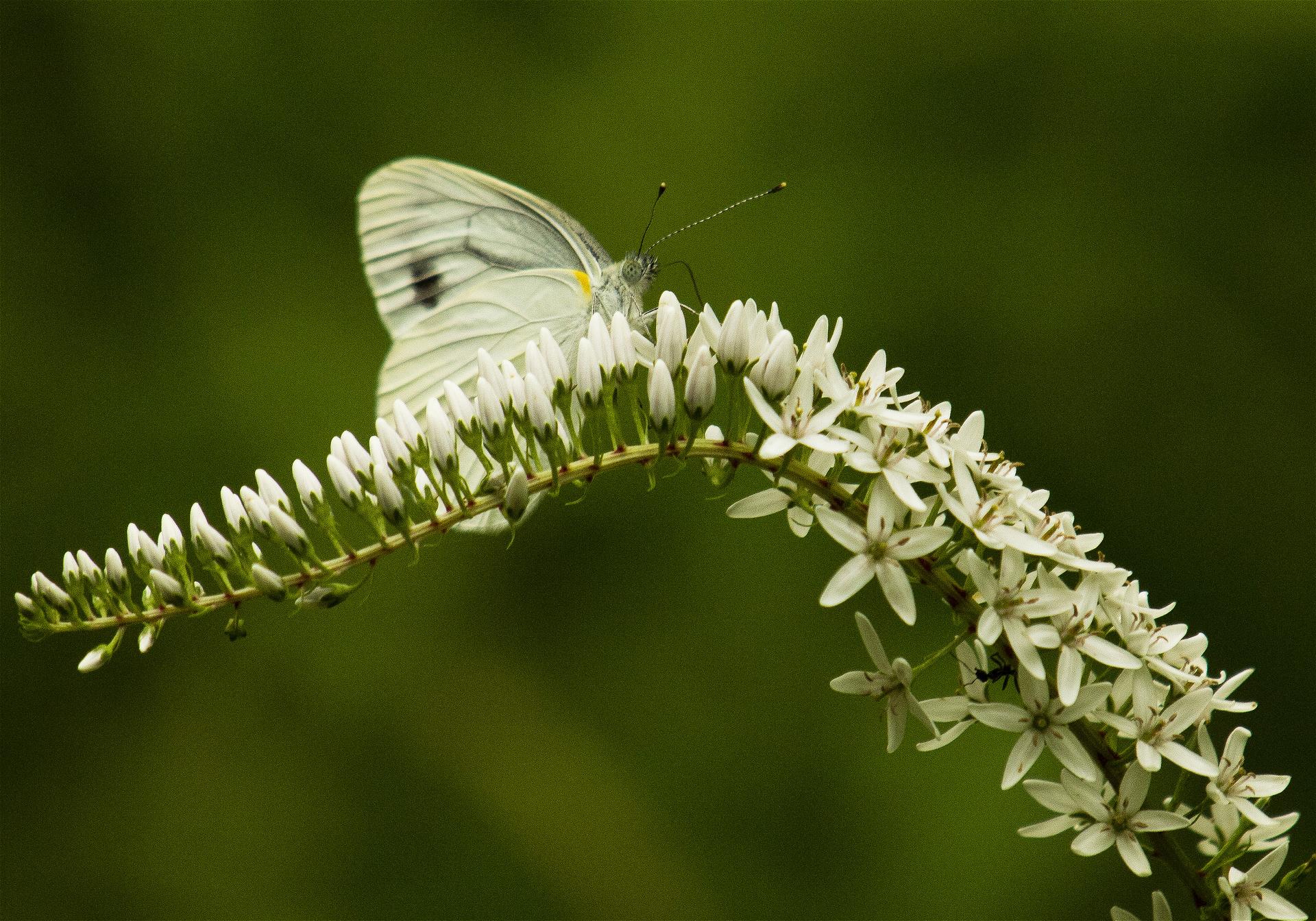 Pieris melete(���������������祦) Lysimachia clethroides(�����ȥ�Υ�)�β���