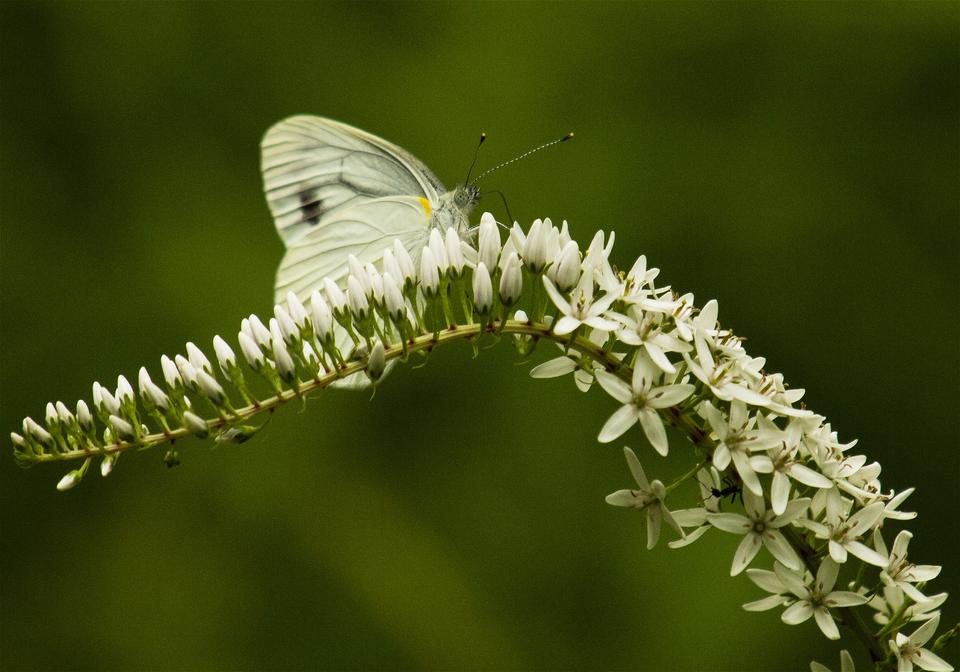Pieris melete(���������������祦) Lysimachia clethroides(�����ȥ�Υ�)�β���