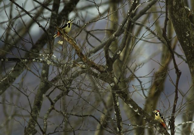 Dendrocopos major(��������)�β���