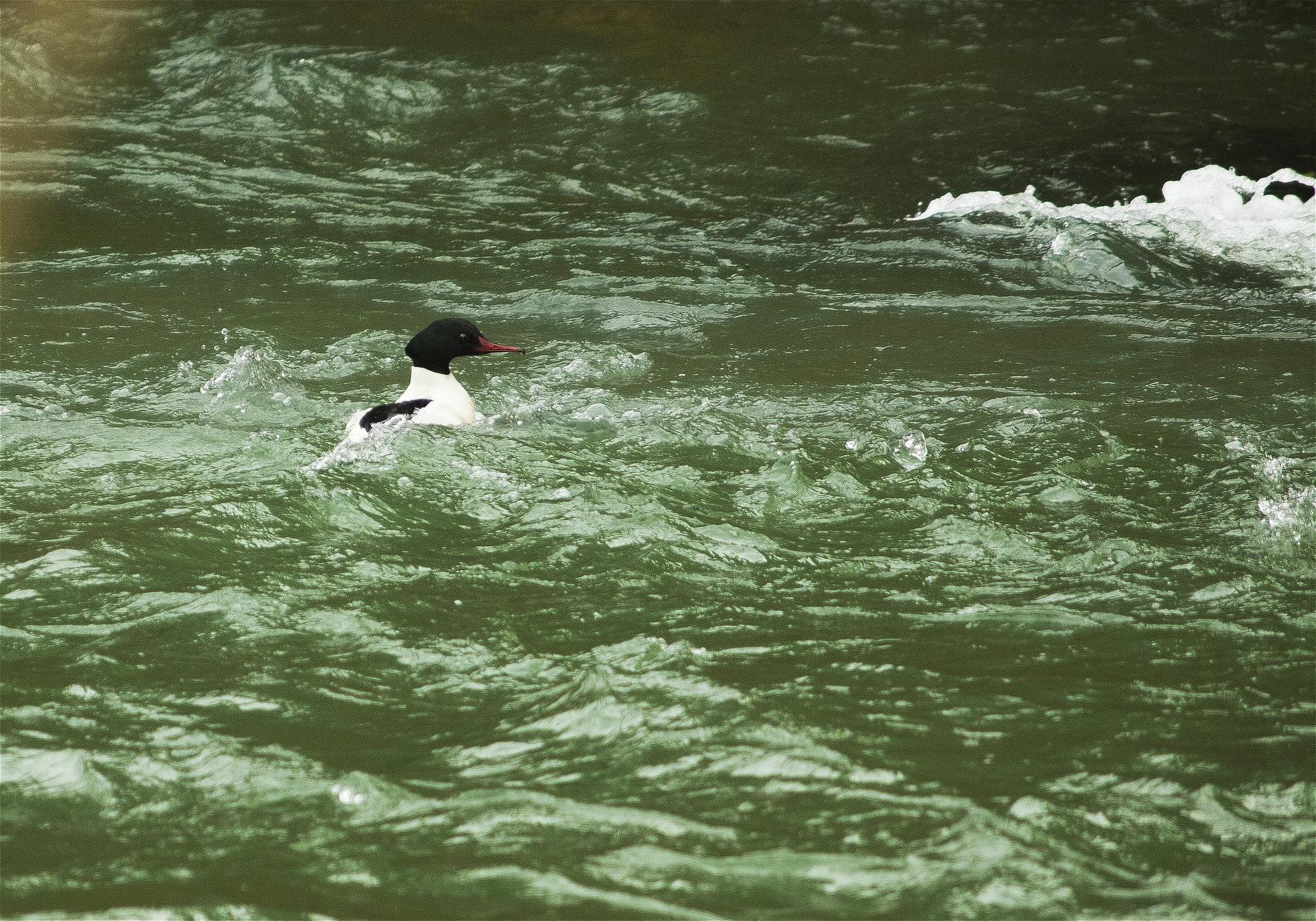 Mergus merganser(���異����)�β���