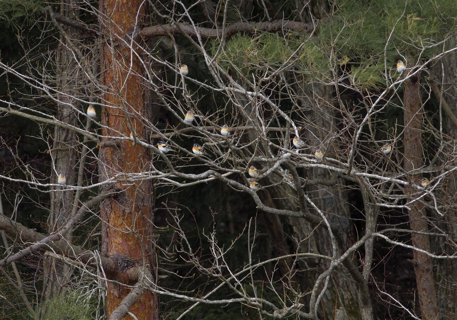 Fringilla montifringilla(���ȥ�)�β���