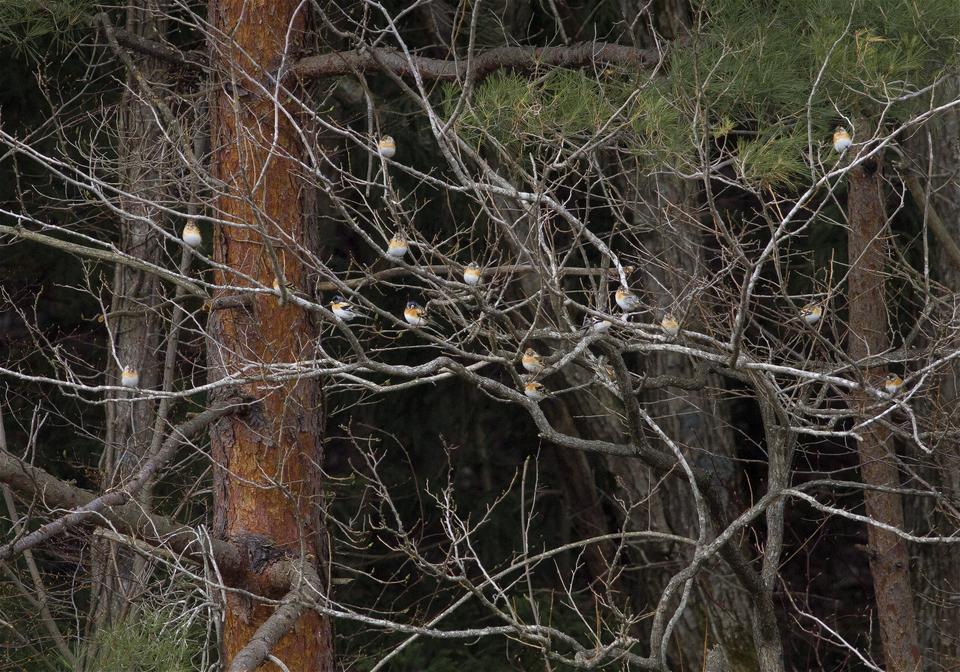 Fringilla montifringilla(���ȥ�)�β���