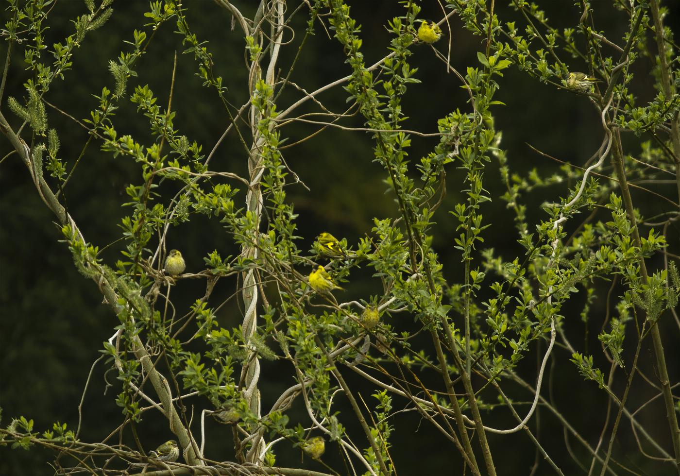 Carduelis spinus(�ޥҥ�)�β���