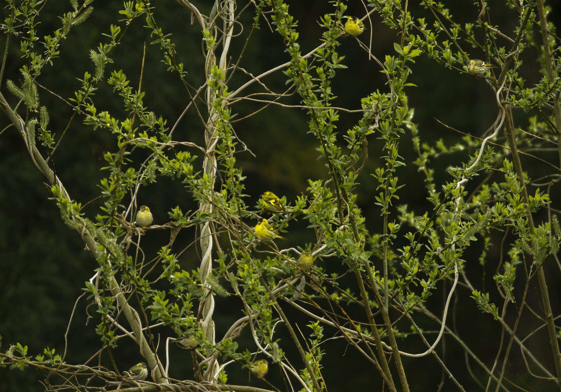 Carduelis spinus(�ޥҥ�)�β���