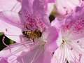 ニホンミツバチの写真
