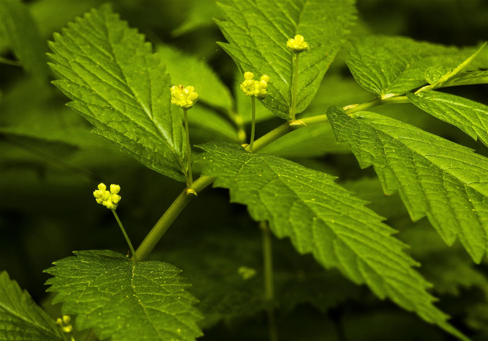 Elatostema umbellatum(����Хߥ���)�β���