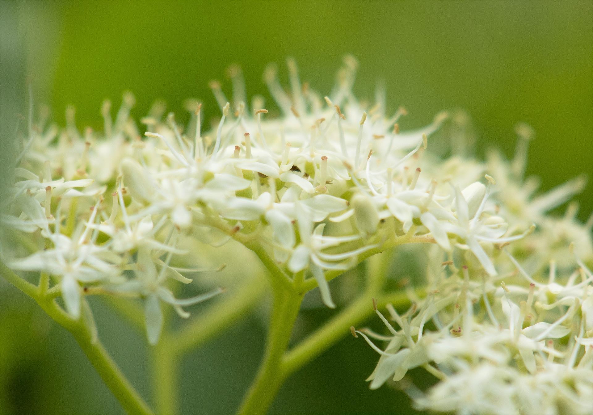 Viburnum wrghtii(�ߥ�ޥ��ޥ���)�β���