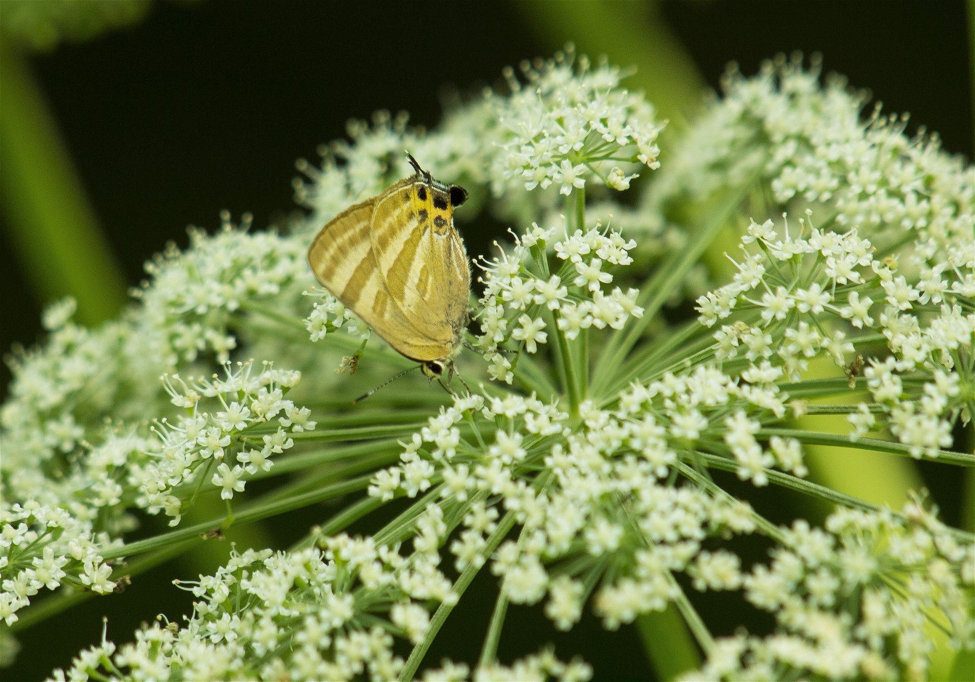 Rapala arata(�ȥ�ե�����) Angelica polymorpha(����ͥ��󥭥奦)�β���