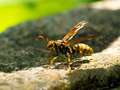 キアシナガバチの写真