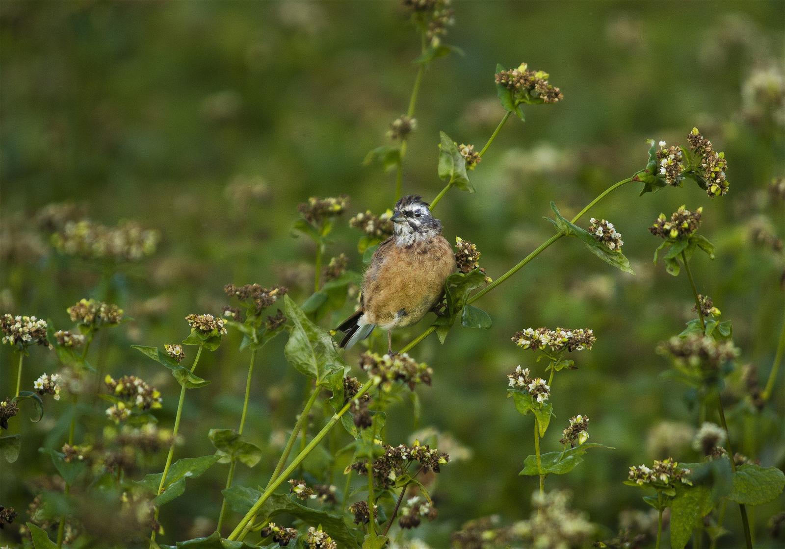 Emberiza cioides(�ۥ�����)�β���