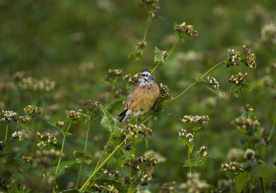 Emberiza cioides(�ۥ�����)�β���