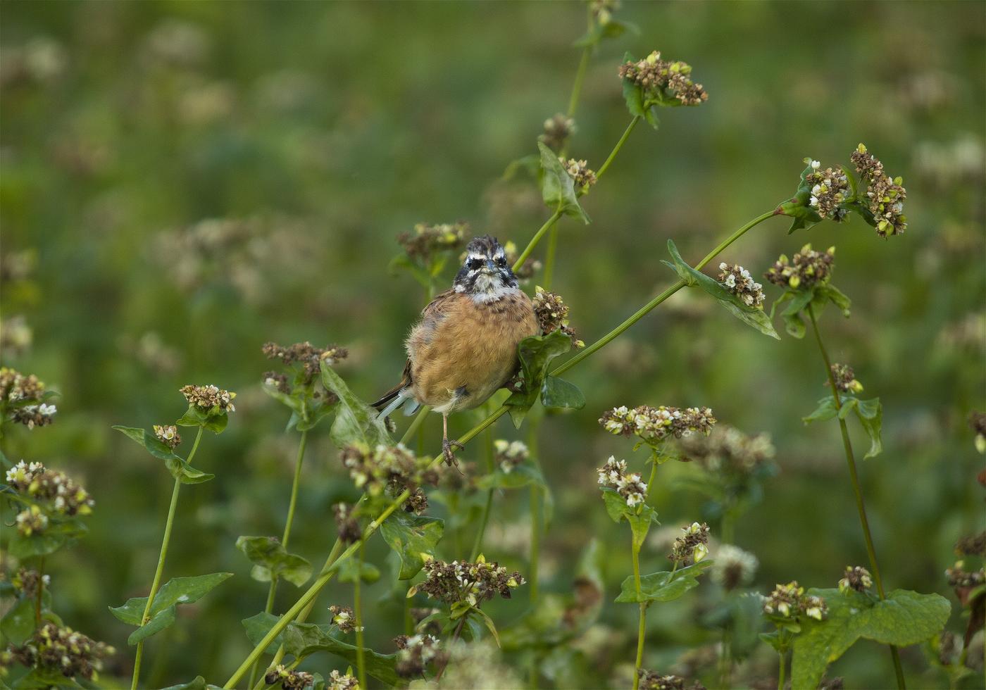 Emberiza cioides(�ۥ�����)�β���