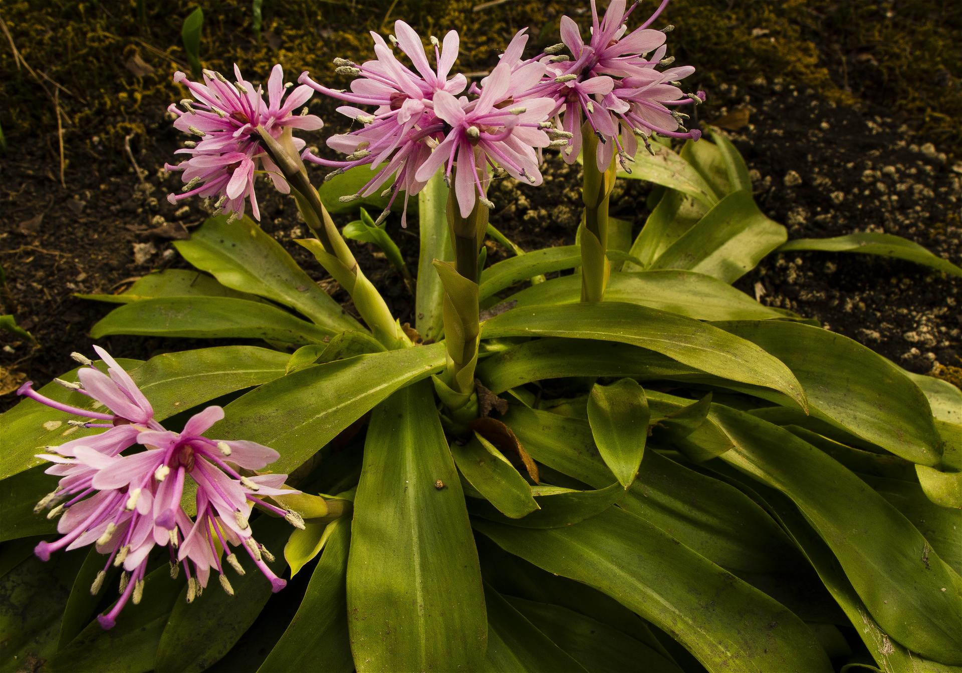Heloniopsis orientalis(���祦���祦�Х���)�β���