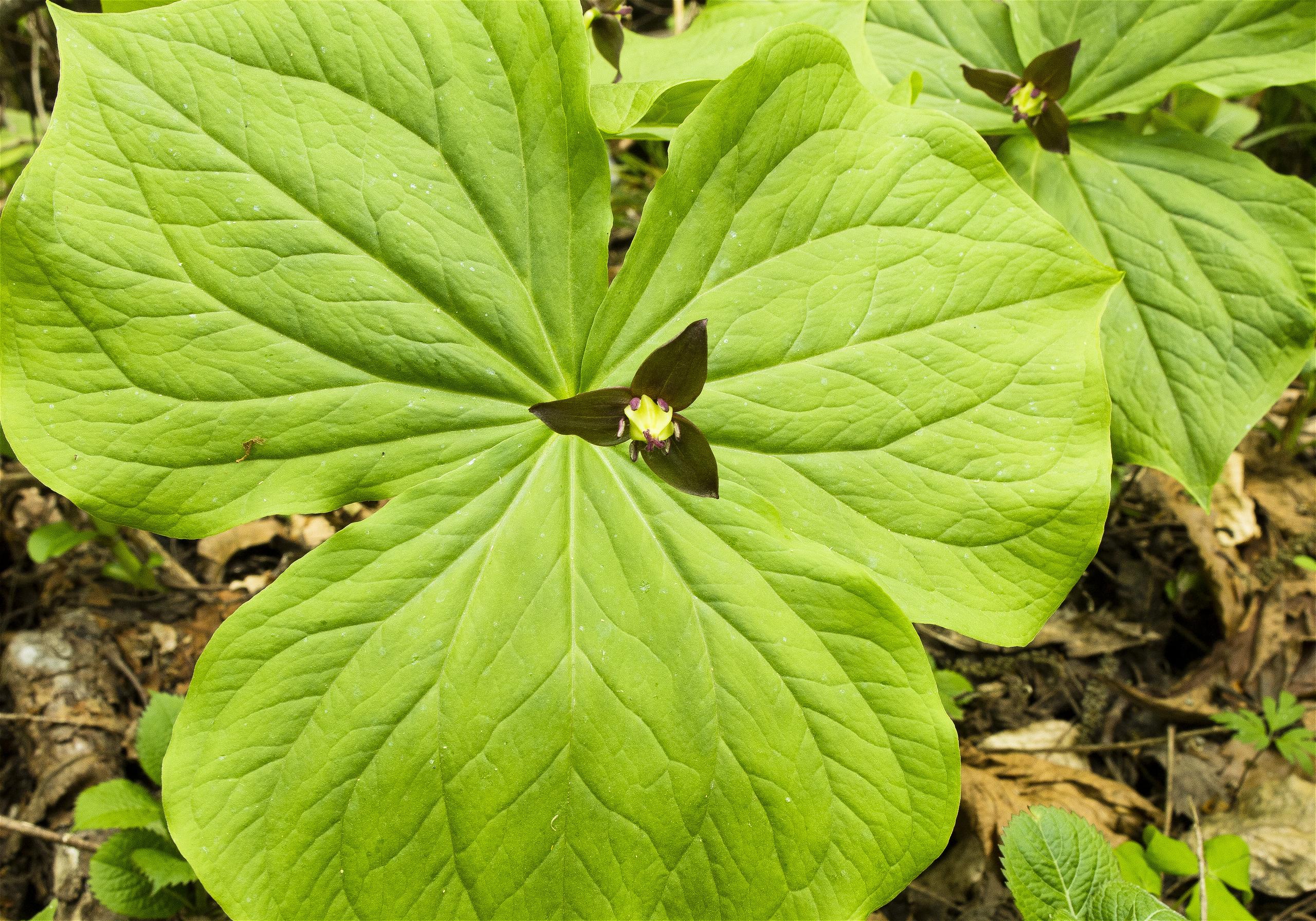 Trillium smallii(����쥤����)�β���