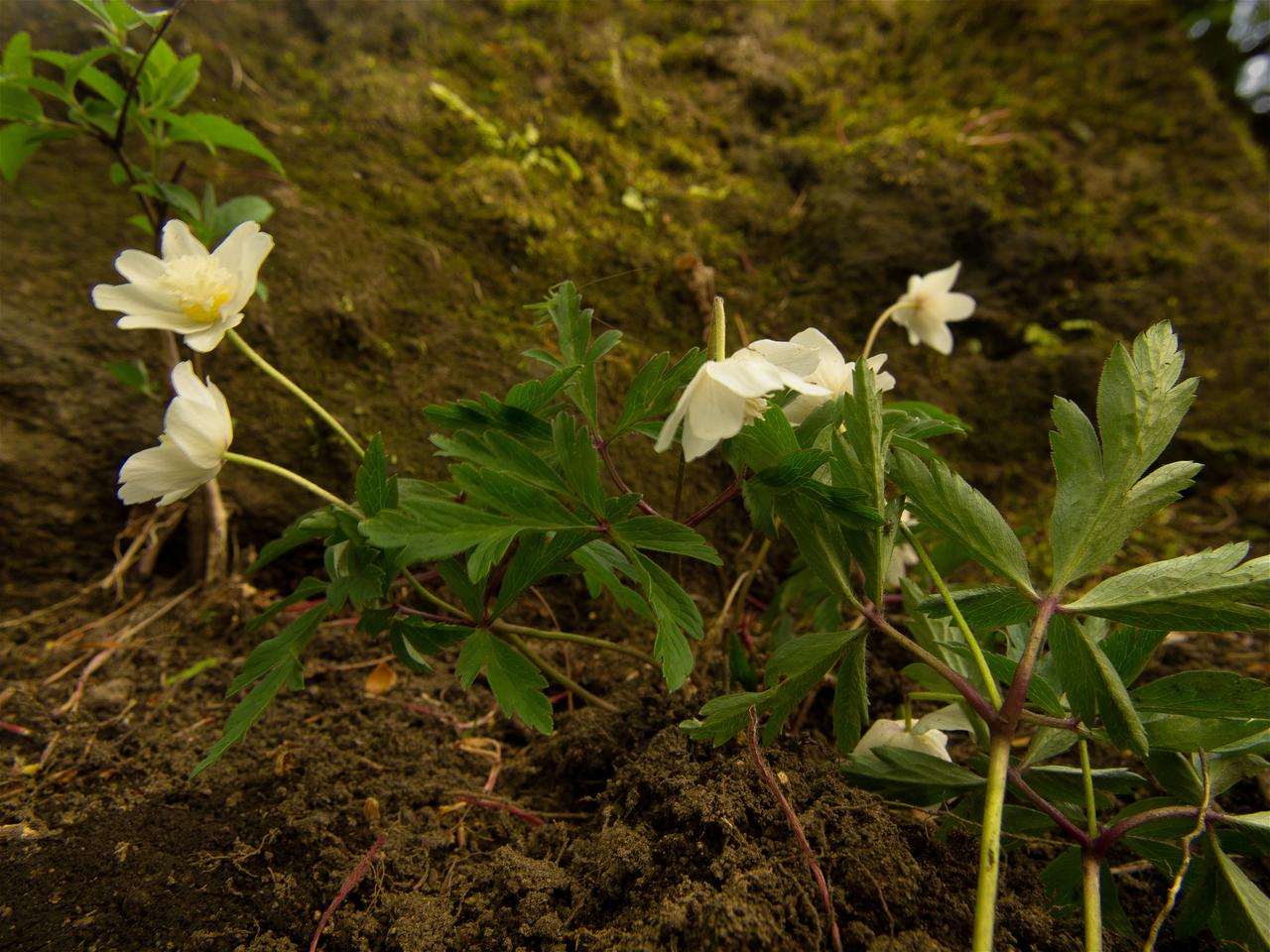 Anemone nemorosa(��֥�����)�β���