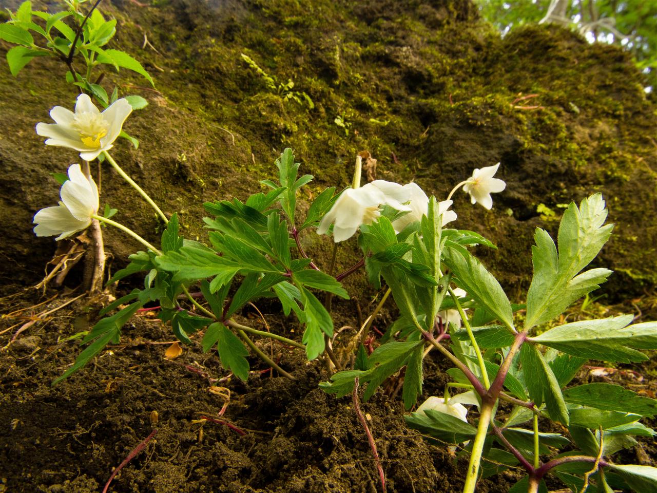 Anemone nemorosa(��֥�����)�β���