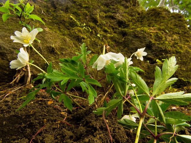 Anemone nemorosa(��֥�����)�β���