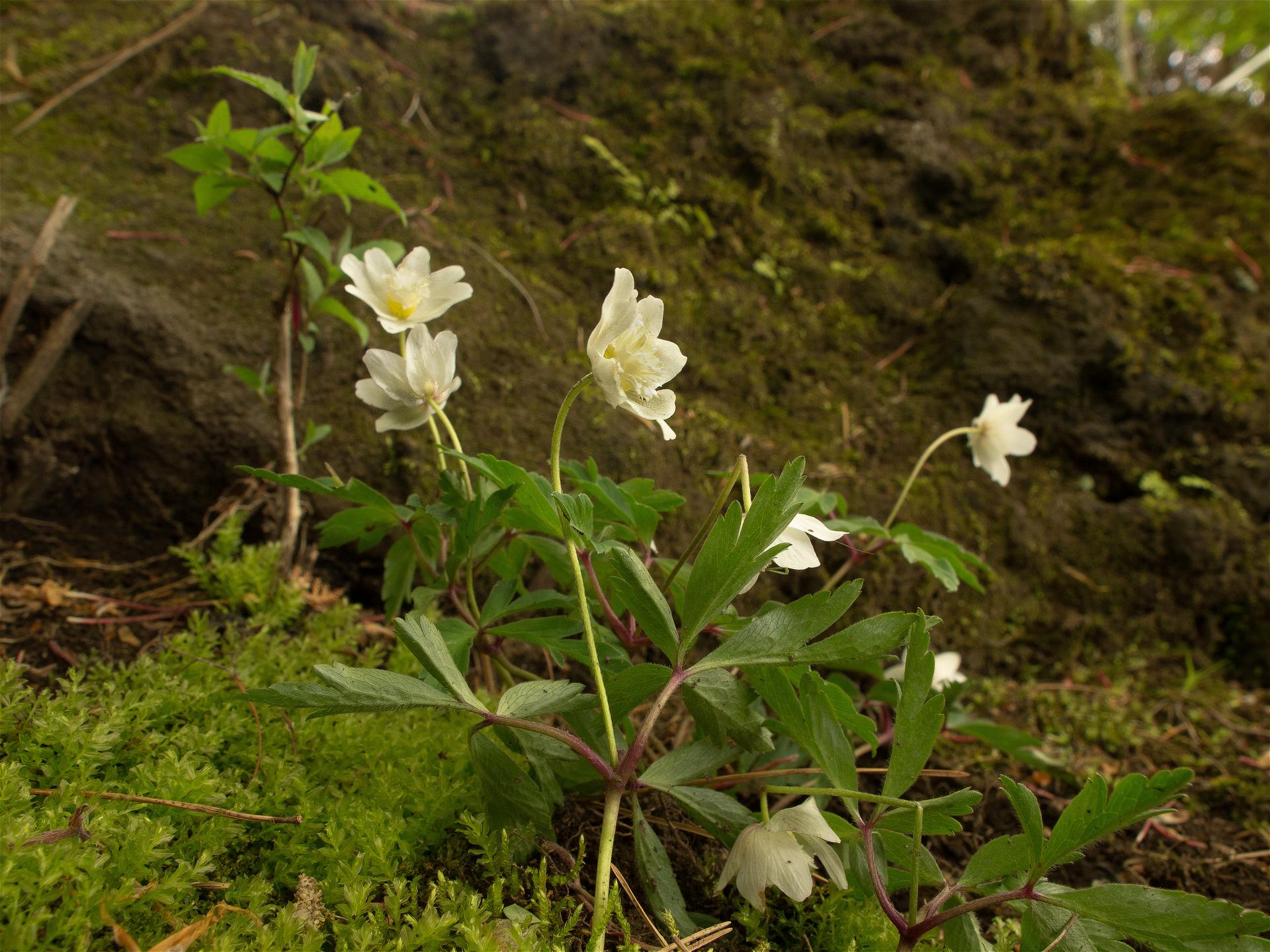 Anemone nemorosa(��֥�����)�β���