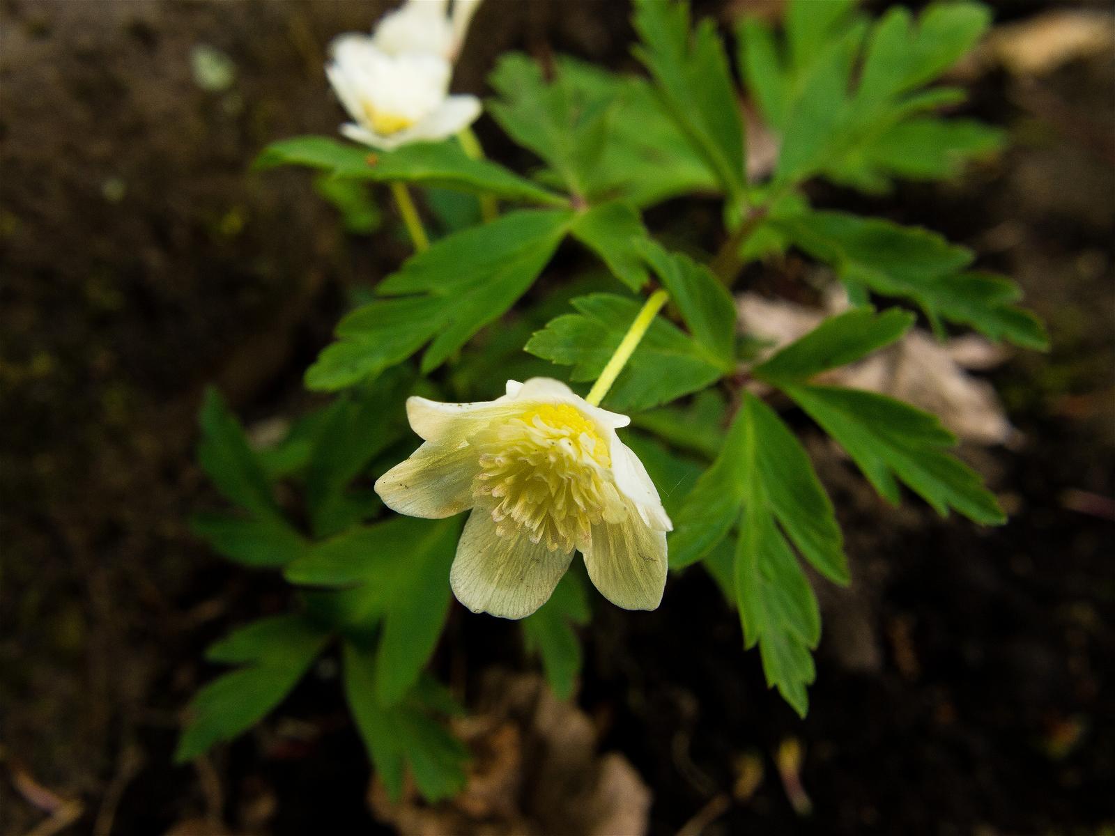 Anemone nemorosa(��֥�����)�β���