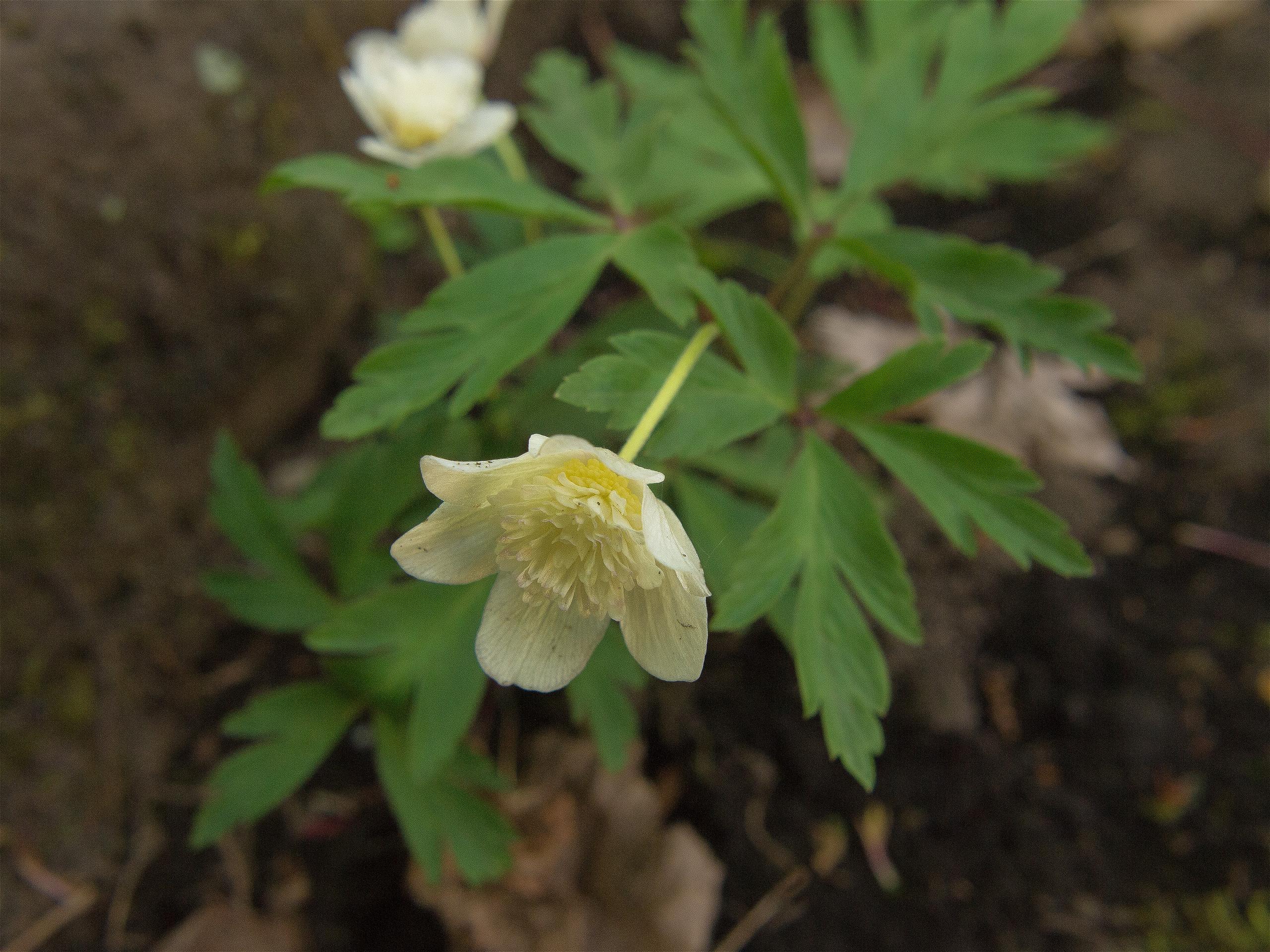Anemone nemorosa(��֥�����)�β���