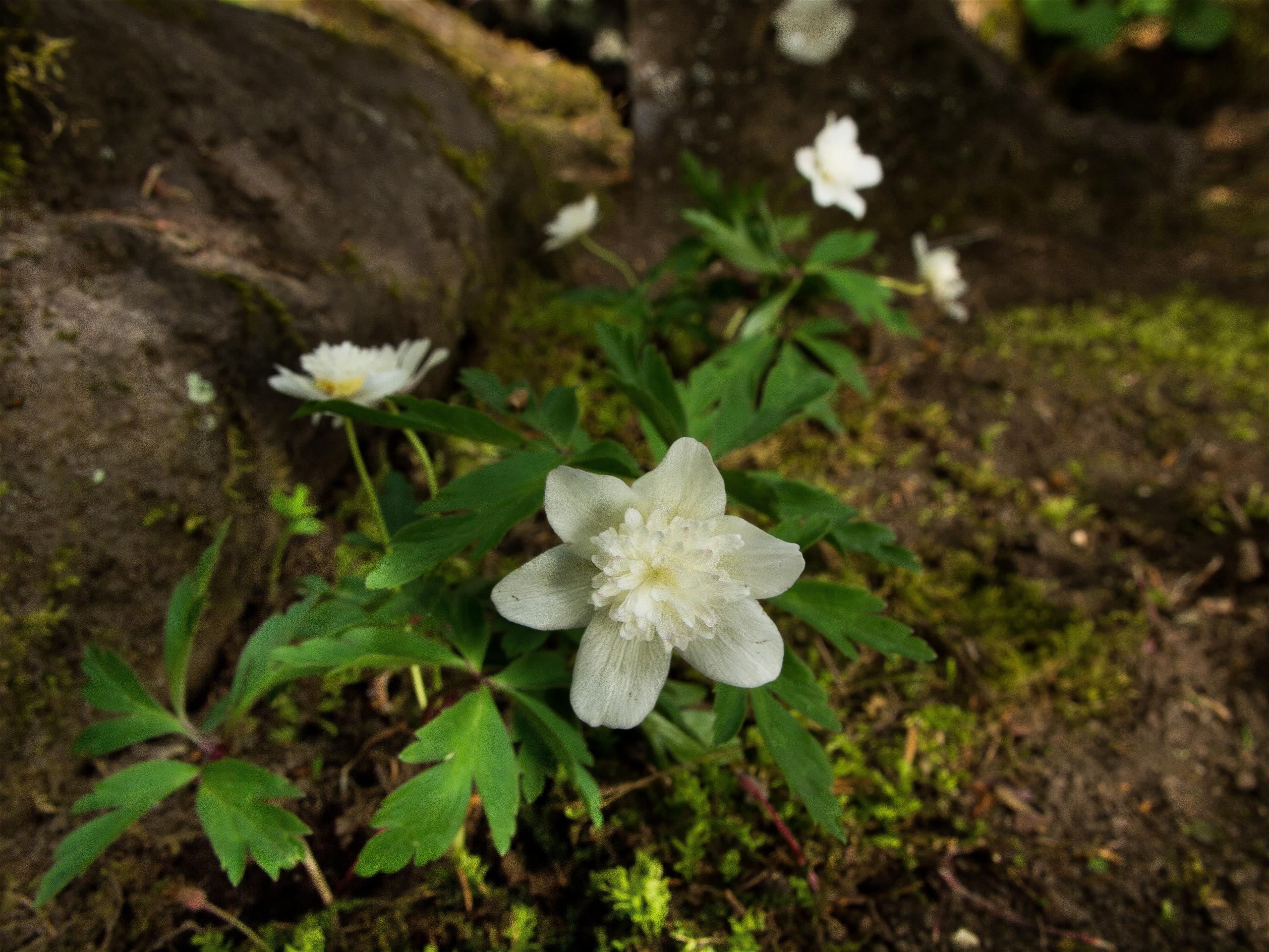 Anemone nemorosa(��֥�����)�β���