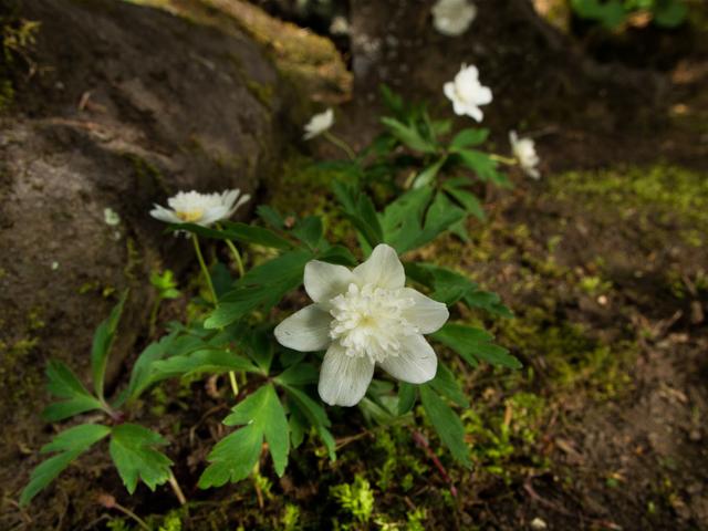 Anemone nemorosa(��֥�����)�β���