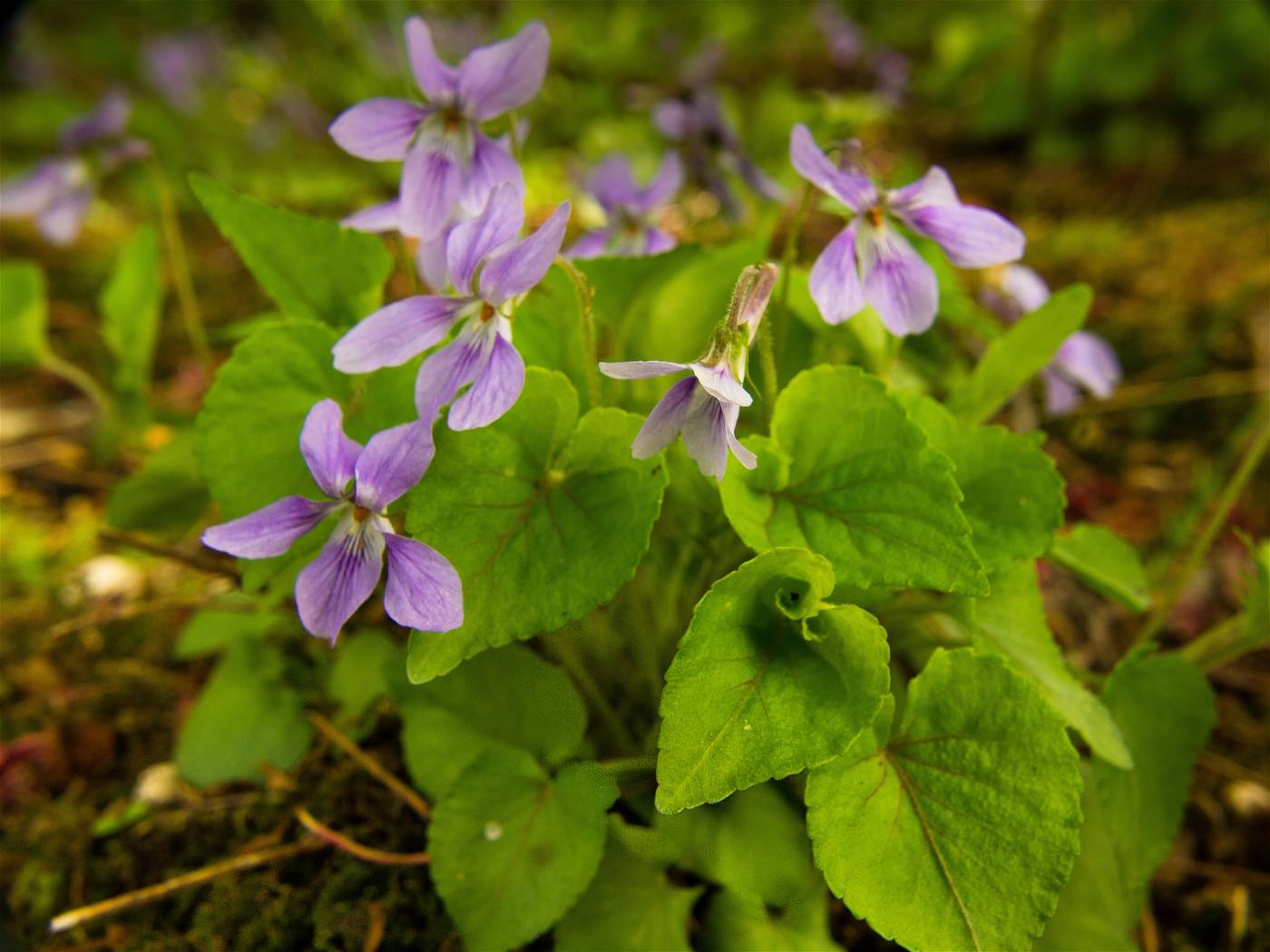 Viola grypoceras(タチツボスミレ)の画像