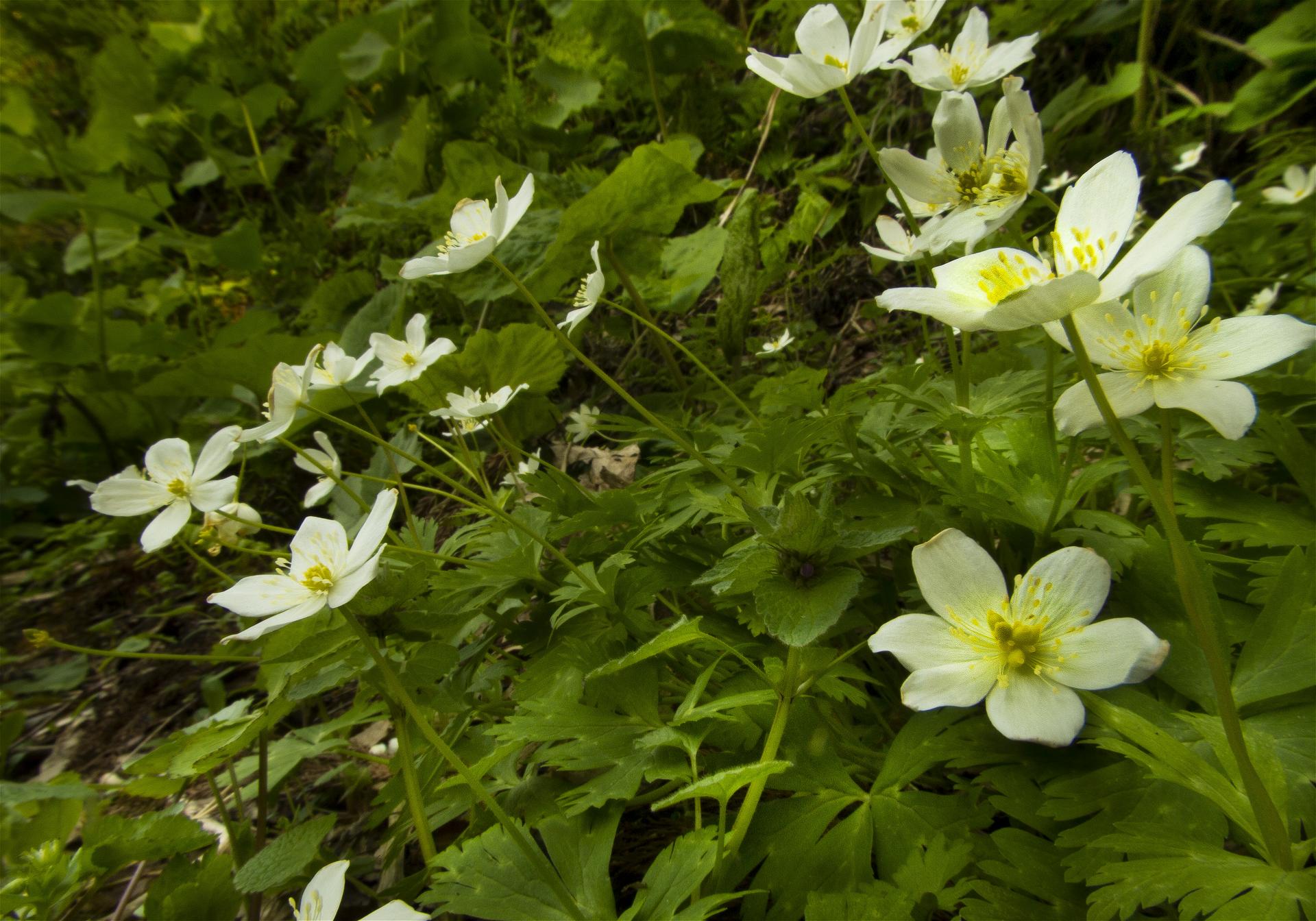 Anemone flaccida(�˥�󥽥�)�β���