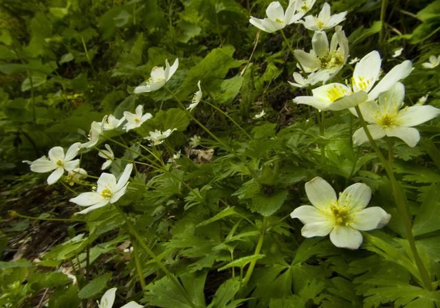 Anemone flaccida(�˥�󥽥�)�β���