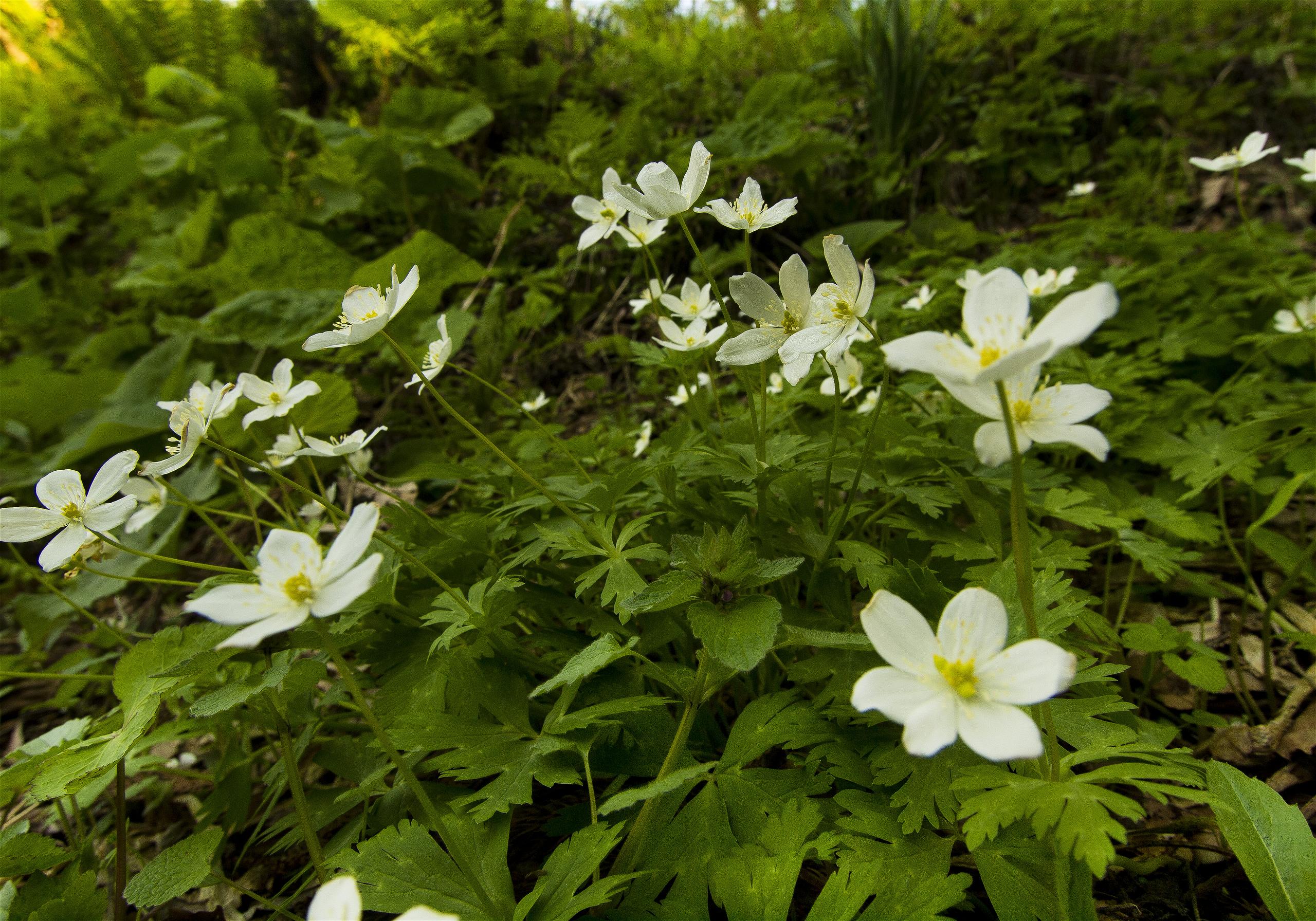 Anemone flaccida(�˥�󥽥�)�β���