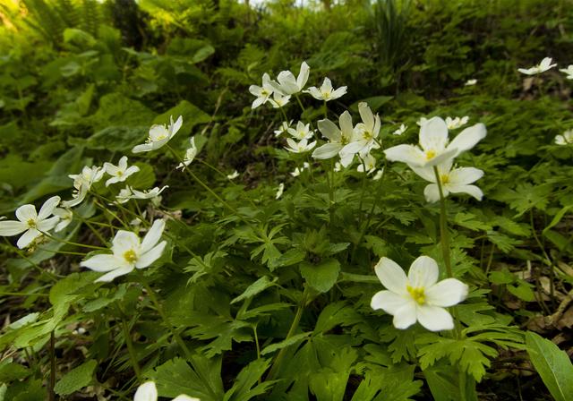 Anemone flaccida(�˥�󥽥�)�β���