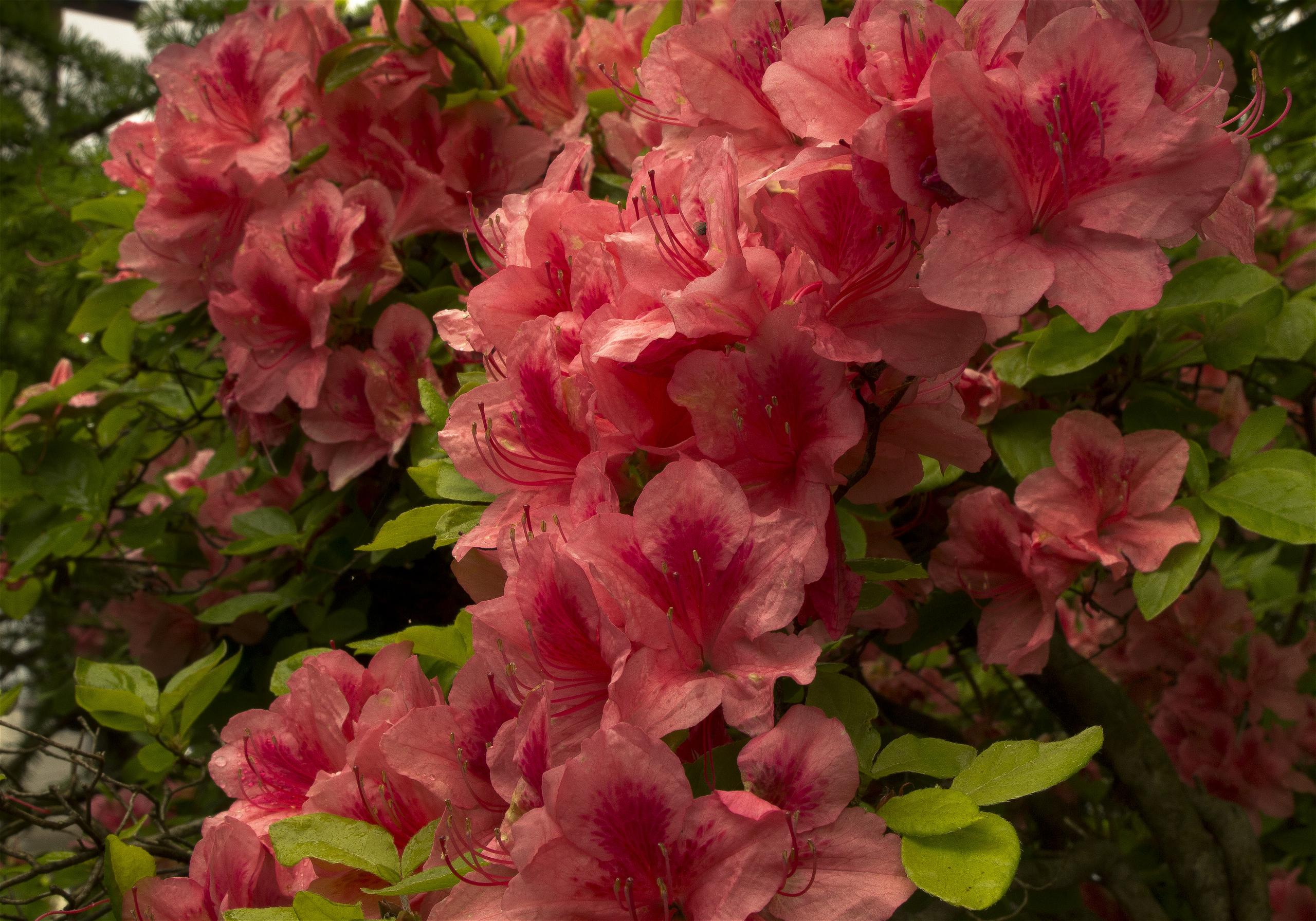 Rhododendron kaempferi(��ޥĥĥ�)�β���