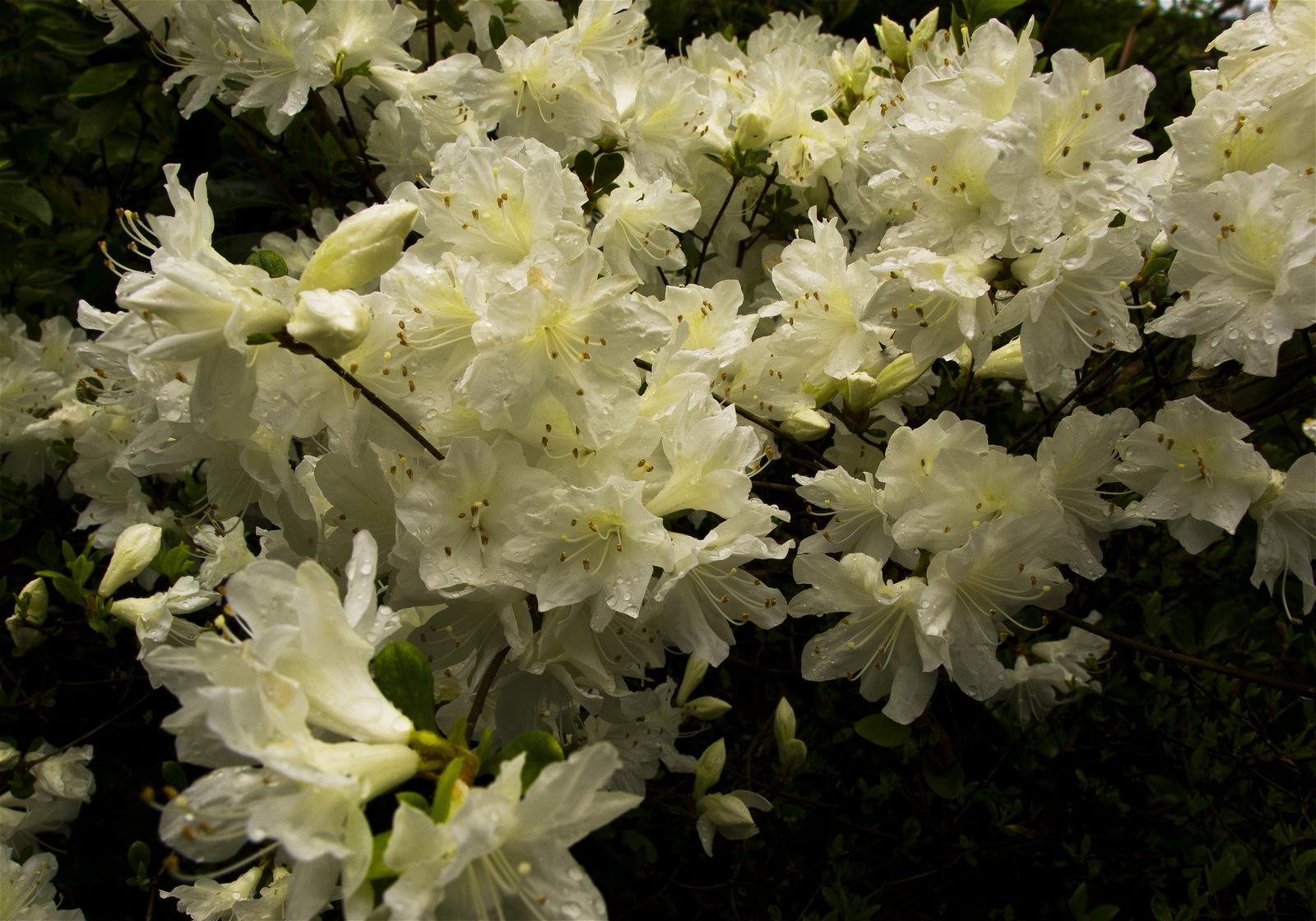Rhododendron x obtusum(���ꥷ�ޥĥĥ�)�β���