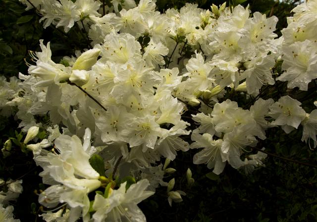 Rhododendron x obtusum(���ꥷ�ޥĥĥ�)�β���