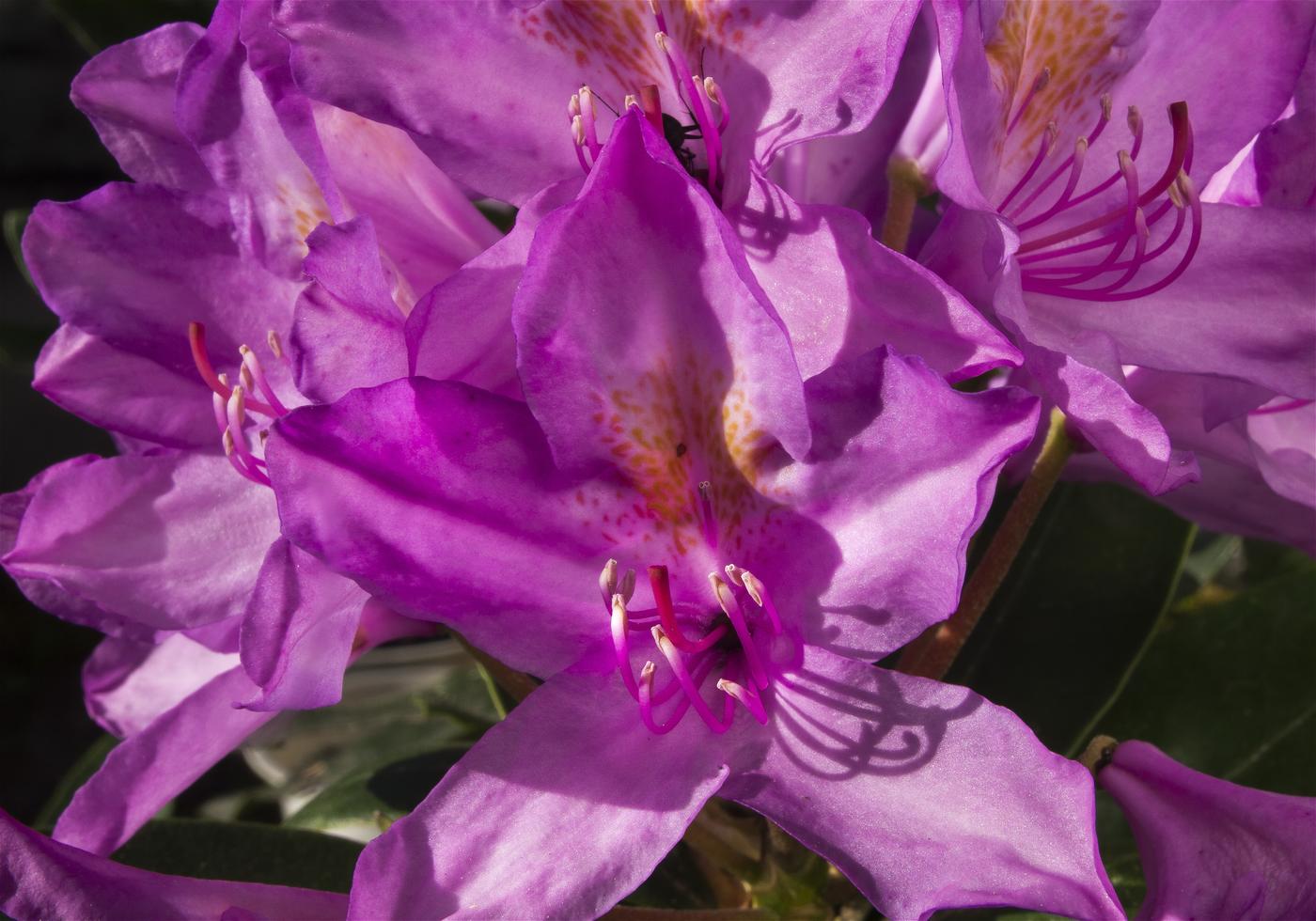 Rhododendron brachycarpum(�ϥ����󥷥㥯�ʥ�)�β���