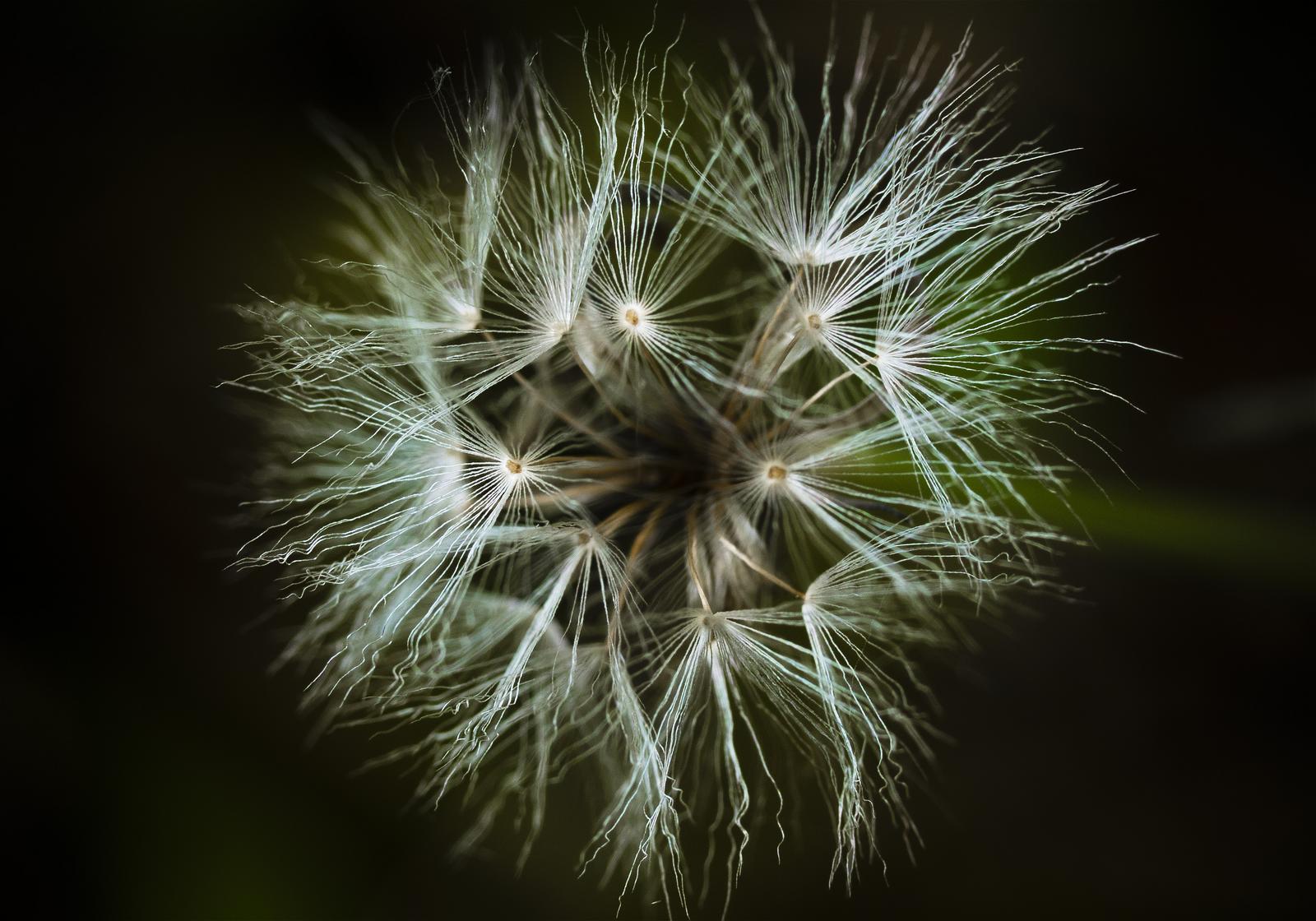 Ixeris stolonifera(����˥���)�β���